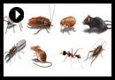 how to keep pests out of your home