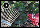 guide to spring lawn care